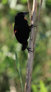 Red-Winged Blackbird Using His Bill Beak as a Tool to Forage and Separate Vegetation 