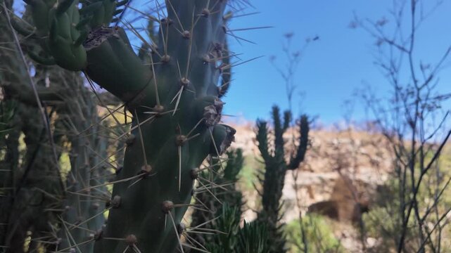 A close-up view of cactus spines and succulents in the foreground, with a blurred ancient catacomb entrance visible in the background near residential buildings in Salina, Naxxar, Malta. The little-kn
