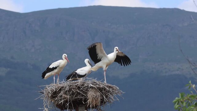 Young white stork hesitating to fly in front of its mother, concept of fear of heights or stepping out of comfort zone