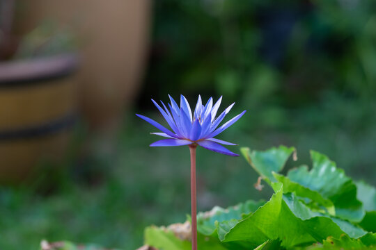 Beautiful Blue Lotus Flower in Garden