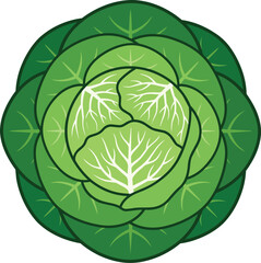 Obraz premium Isolated vector illustration of a fresh green cabbage viewed from above, showcasing organic symmetry, leafy details, and circular vegetable design