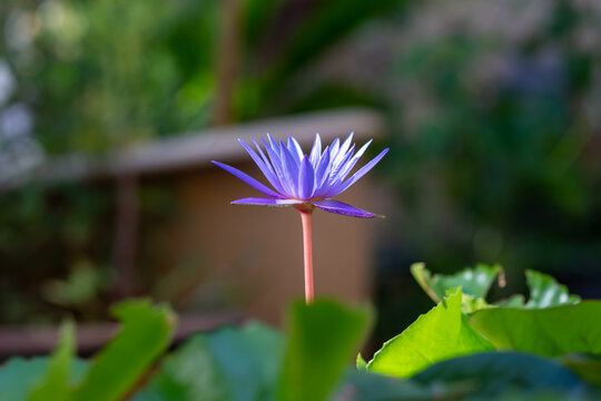 Elegant Blue Water Lily in Garden Scene