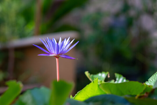 Purple Water Lily Bloom in Garden