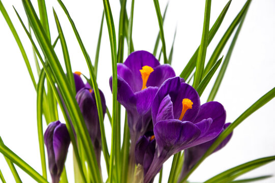 Flower crocus purple isolated