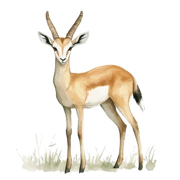 Gazelle, charming vector painting in watercolor with whimsical textures, isolated on a white background.