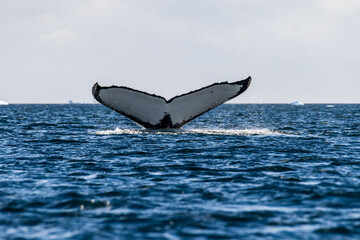 Naklejka premium Close-up of the tail of a diving humpback whale -Megaptera novaeangliae. Image taken in the Graham passage, near Charlotte Bay, Antarctic Peninsula.