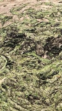 Green Algae Blanketing a Brittany Beach Due to Agricultural Runoff.