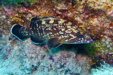 fish on coral reef © Evgenios