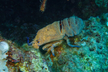 Obraz premium blue lobster