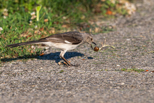 Northern mockingbird drops a locust from its beak.