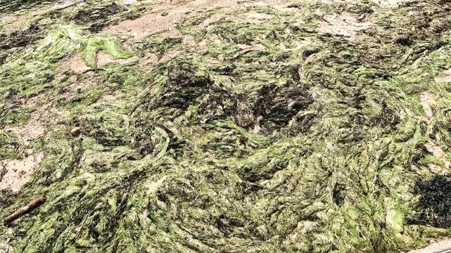 France - Green Tide Along the Brittany Coast Highlights Environmental Pollution.