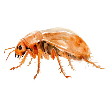 Flea, graceful vector watercolor painting with soft flowing strokes and subtle highlights, isolated on a white background.