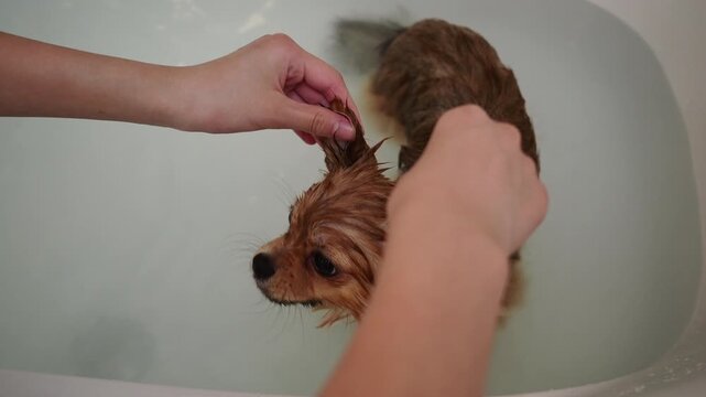 家のお風呂に入る可愛いポメラニアンの子犬の姿