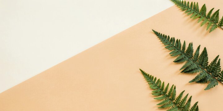 Three green fern leaves on a split beige and cream background