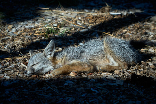 gray fox sleeping