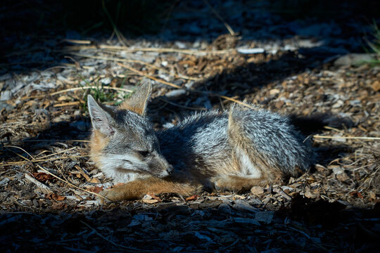 gray fox resting on mulch