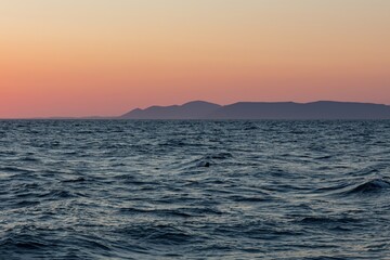 Obraz premium A serene evening seascape showing a single seal swimming in the deep blue water, with a soft pink-orange horizon, mountain ridges, and tiny birds flying in the distance