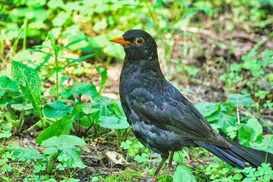 A blackbird walks through the meadow and searches for food in the grass.
