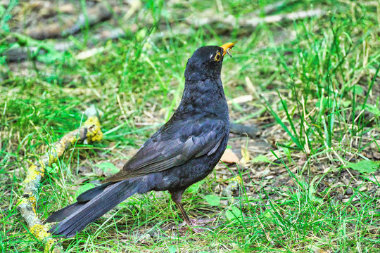 A blackbird walks through the meadow and searches for food in the grass.