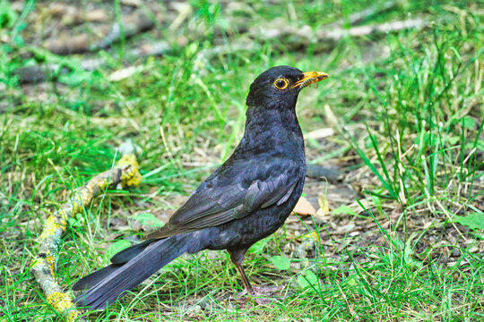 A blackbird walks through the meadow and searches for food in the grass.