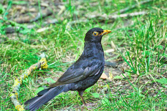 A blackbird walks through the meadow and searches for food in the grass.