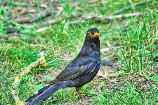A blackbird walks through the meadow and searches for food in the grass.