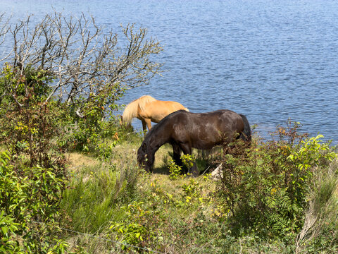 Wildpferde am Ringk&ouml;bing Fjord