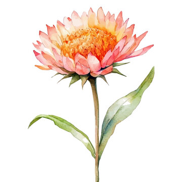 watercolor of Strawflower Flower, isolated on a white background.