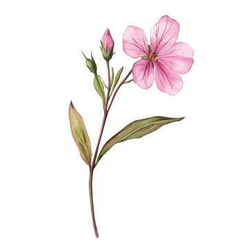 watercolor of Silene Flower, isolated on a white background.
