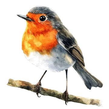 watercolor of Robin, isolated on a white background.