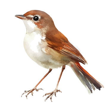 watercolor of Nightingale, isolated on a white background.