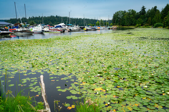 Water Lilies And Marina