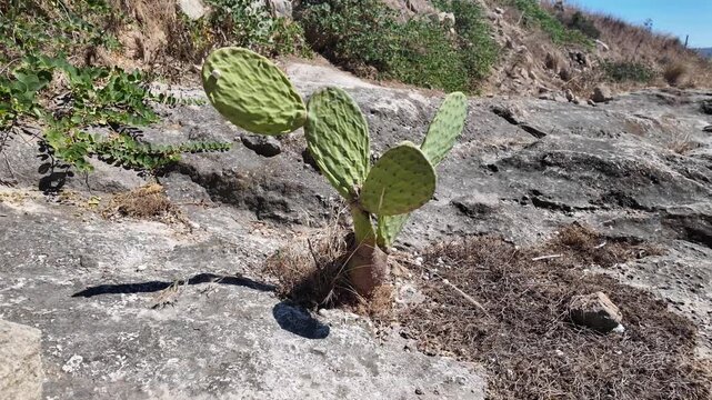 A small prickly pear cactus (Opuntia) growing directly from a rocky limestone outcrop near ancient hypogeum burial sites in Salina, Naxxar, Malta, with countryside and distant village views in the bac