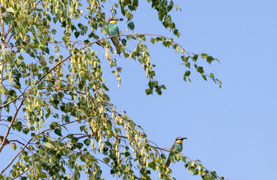 Bienenfresser