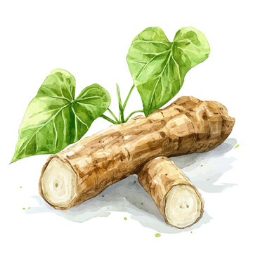 Kava Root High Quality, watercolor painting vector, isolated on a white background.