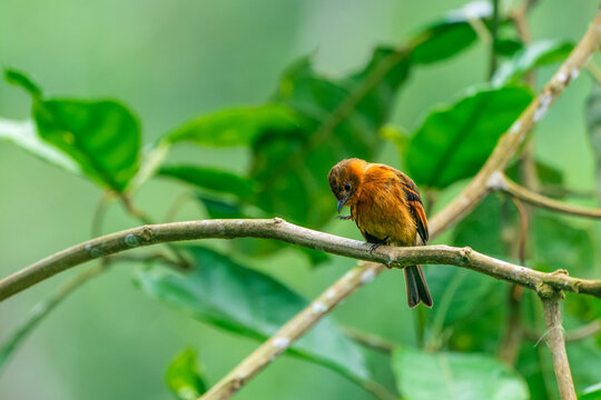 Rufous Cotinga preening on a tree branch in Bellavista Cloud Forest Ecuador