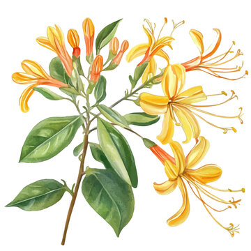 watercolor of Honeysuckle High Quality, vector, isolated on a white background.
