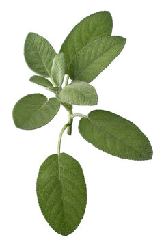 Bunch of fresh green sage leaves on a single stem, isolated on  white with clipping path. Aromatic herb known as Salvia officinalis, is used in culinary recipes and traditional herbal medicine.