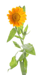Fototapeta premium One bright calendula flower isolated on white