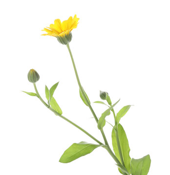 Beautiful calendula flower with leaves isolated on white
