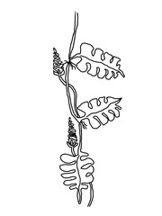 Climbing Monstera plant with a simple design for decoration. © zul