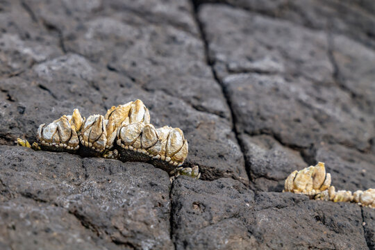Capitulum is a monotypic genus of sessile marine stalked barnacles. Capitulum mitella. Japanese goose barnacle. Cape Tsumeki, Shimoda city, Izu Peninsula,Shizuoka Prefecture, Japan. Philippine Sea 