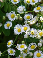 daisies in the garden © Данііл Колесніков
