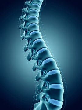 Anatomical representation of human spinal column structure with vertebrae