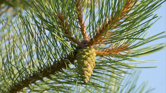 Video of a pine branch with a pine cone on a tree
