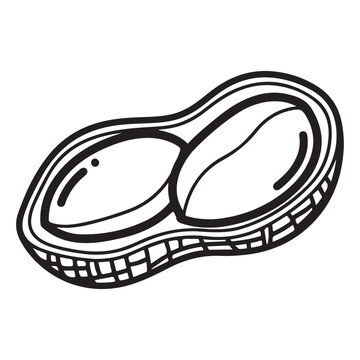 Peanut in shell vector illustration with two kernels and hand drawn line art style for food branding