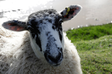 A close-up portrait of a black-and-white spotted sheep looking directly at the camera, its thick wool coat and distinctive facial markings clearly visible.  © Ian KJ Williams