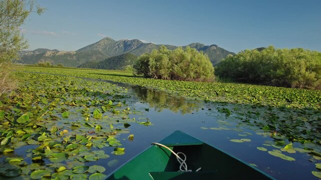 Boat trip through the lush wetlands of Skadar Lake in Montenegro with water lilies, calm reflective waters and mountain scenery.