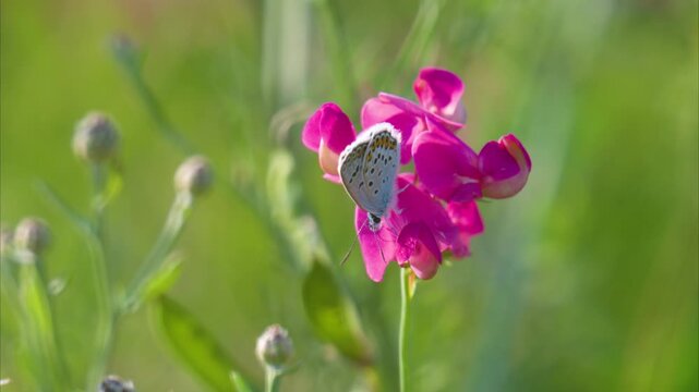 Video of a butterfly collecting nectar on a flower in summer
