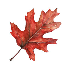 Naklejka premium Red Oak Leaf, watercolor drawing vector, isolated on a white background.